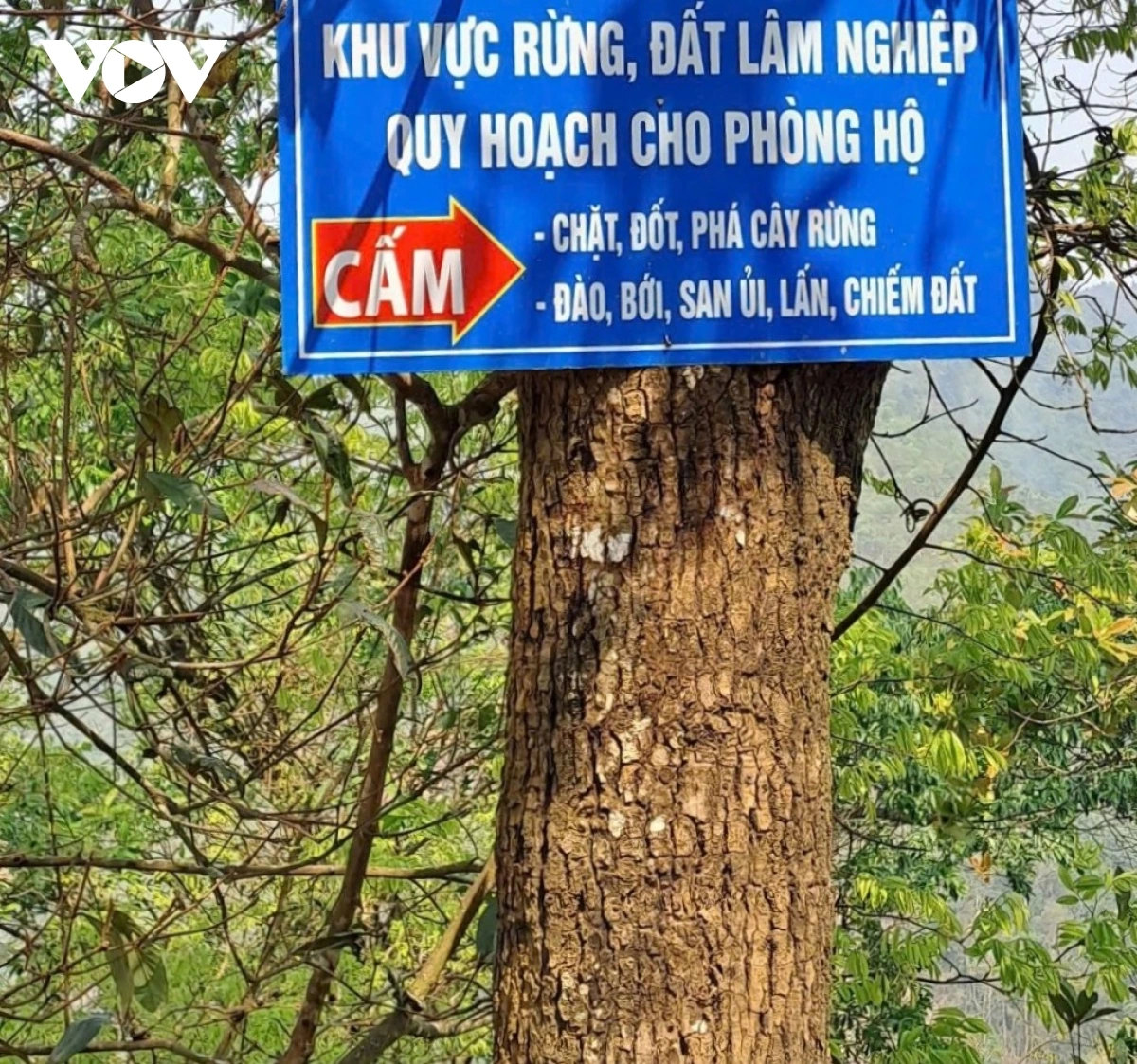 siết chặt công tác phòng chống cháy rừng mùa khô hanh tại lào cai hình ảnh 4 siet chat cong tac phong chong chay rung mua kho hanh tai lao cai hinh anh 4