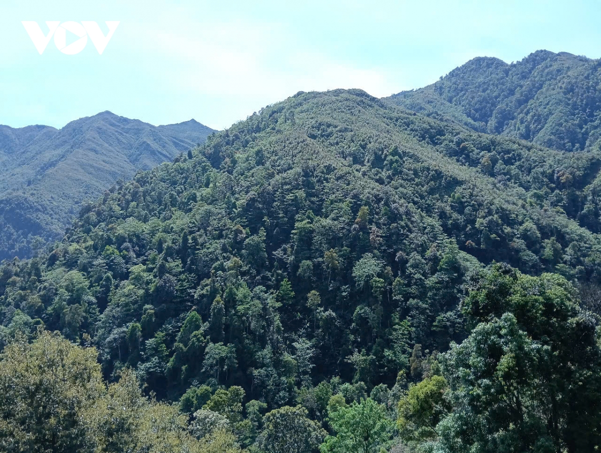 siết chặt công tác phòng chống cháy rừng mùa khô hanh tại lào cai hình ảnh 5 siet chat cong tac phong chong chay rung mua kho hanh tai lao cai hinh anh 5